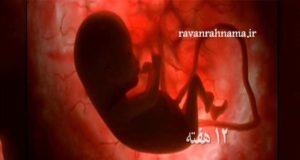 دانلود مستند رشد جنین