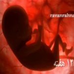 دانلود مستند رشد جنین