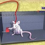 دوپامین مغز و رابطه جنسی